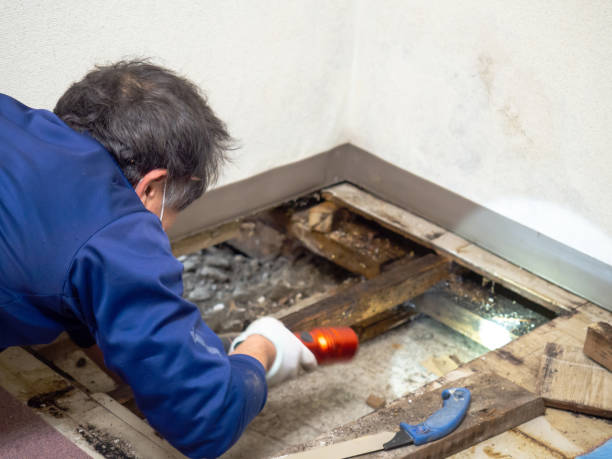 Trusted Memphis, TN Mold Remediation Experts