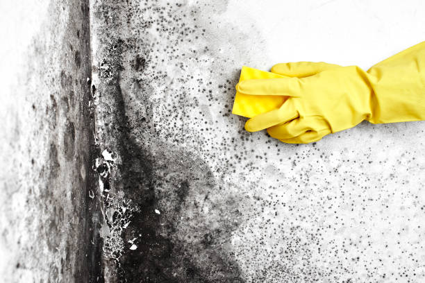 Best Residential Mold Remediation in Memphis, TN