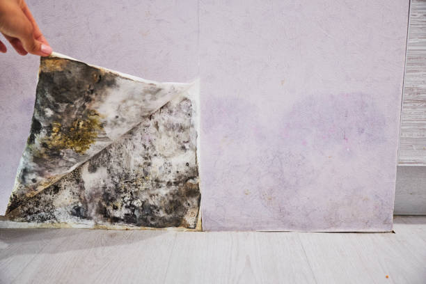 Best Residential Mold Remediation in Memphis, TN